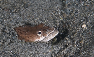 North Sulawesi-2018-DSC04757_rc- Stargazer snake eel - Anguille-serpent - Brachysomophis cirrocheilos